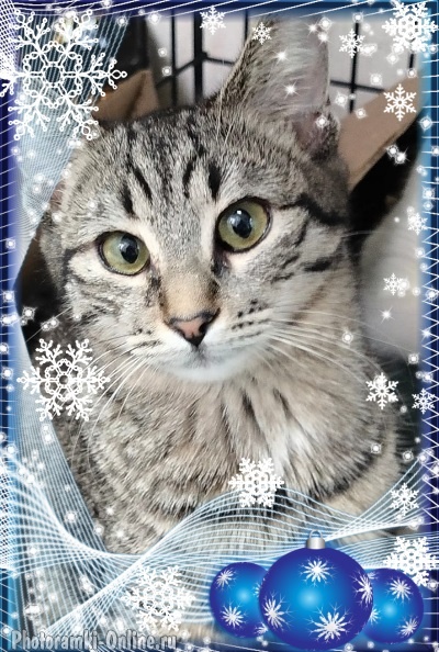 Я поздравляю всех вас с Новым Годом и Рождеством!🎄✨🙏💖 Пусть все ваши мечты сбудутся! 