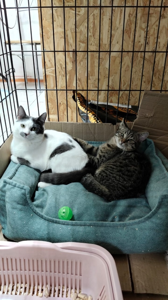 Меня вернули обратно через 3 мес, когда я уже привыкла к совим котородителям и теперь я нахожусь в клетке😿