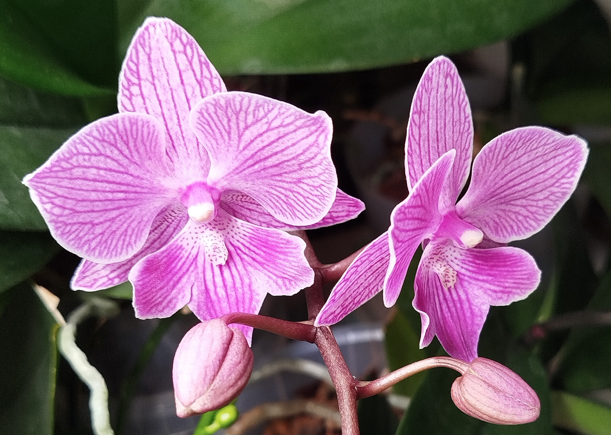 7 января 2025 Кассион Cassion начало роспуска