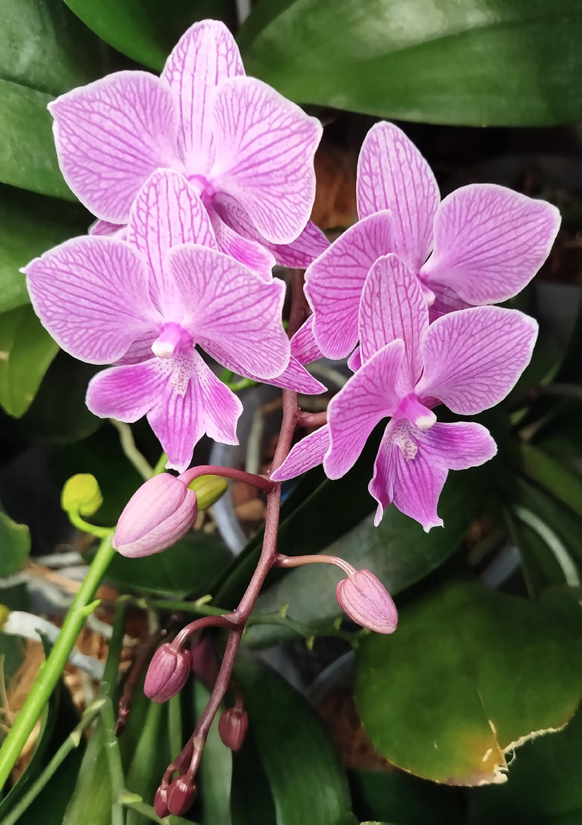 21 января 2025  Кассион Cassion первое домашнее цветение