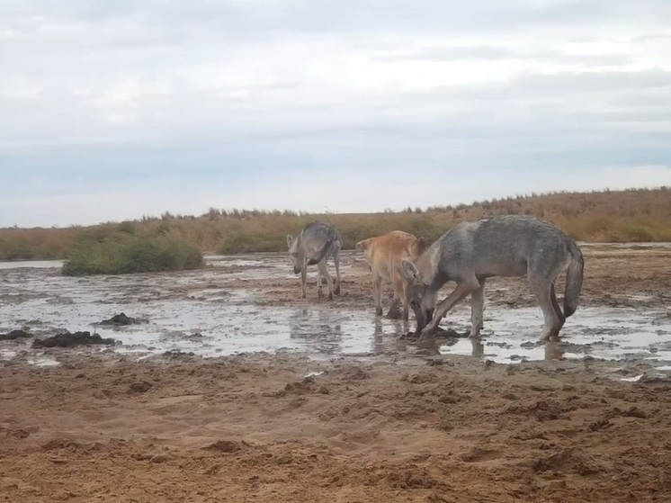     Фото: Заповедник "Черные земли"