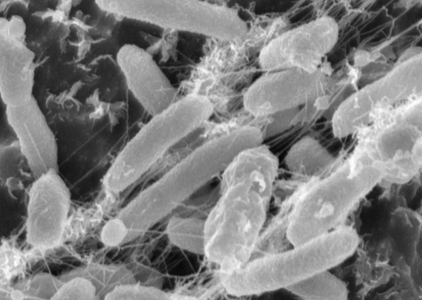 Ideonella sakaiensis