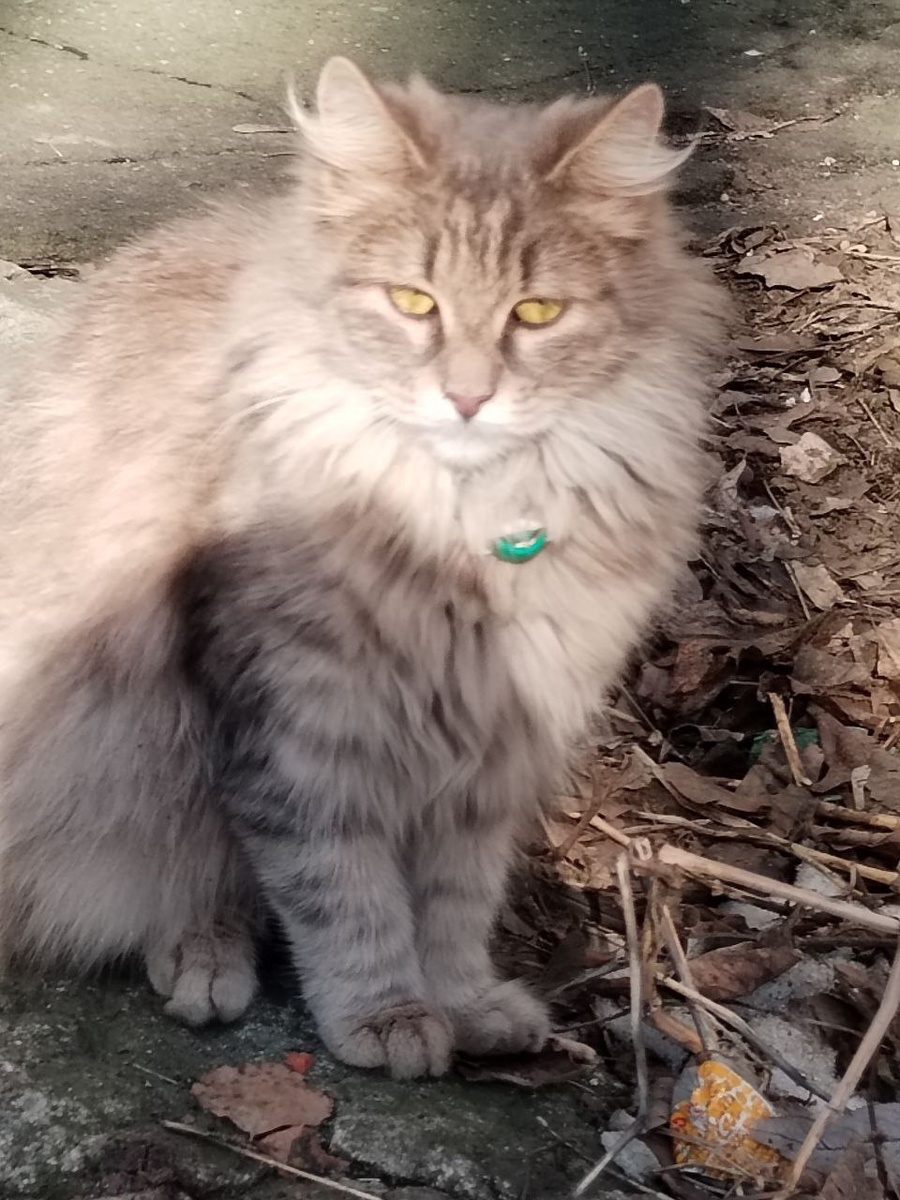 Коша в феврале 2025го