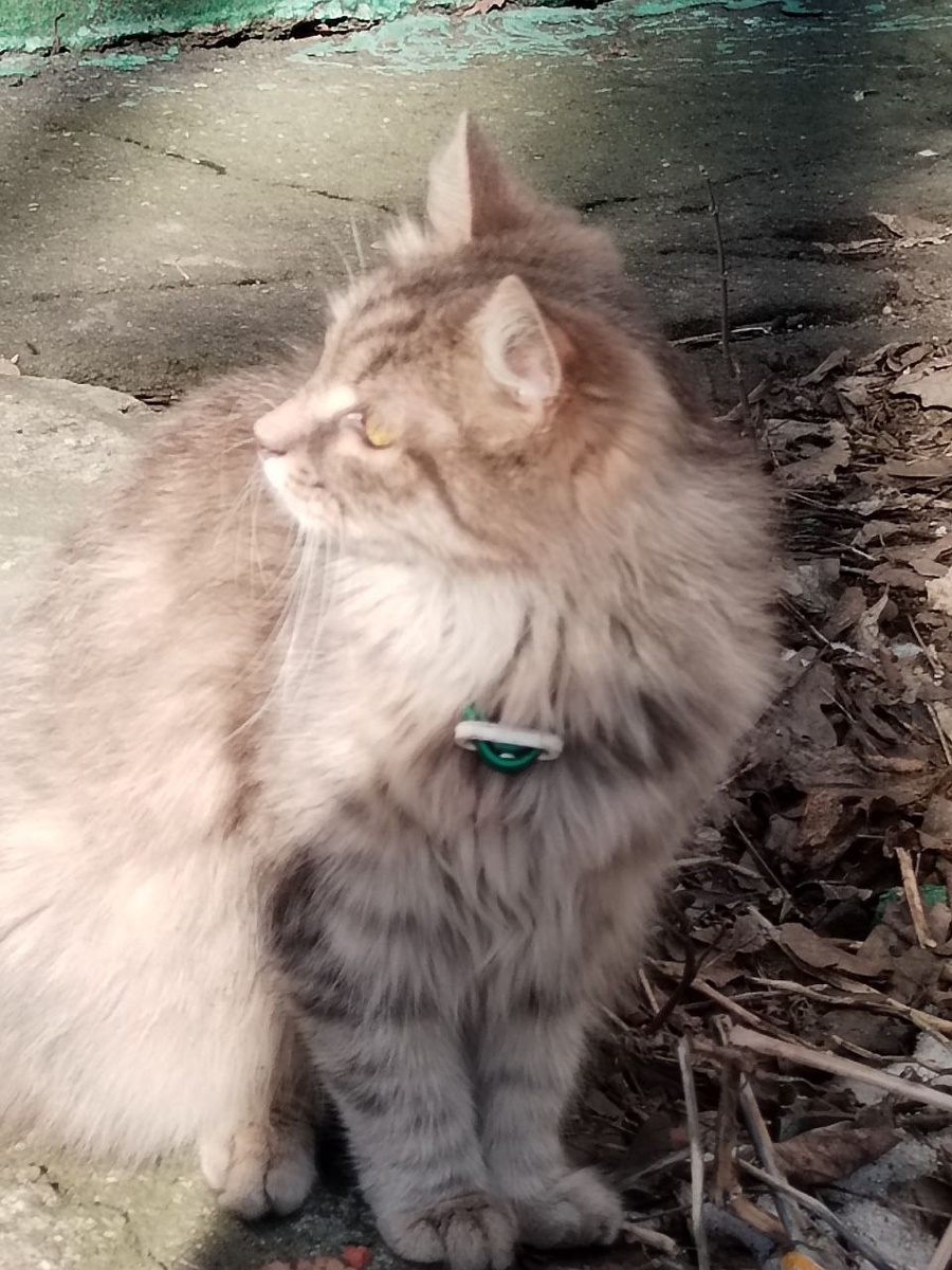 Пушистая, чистая, внимательная... 