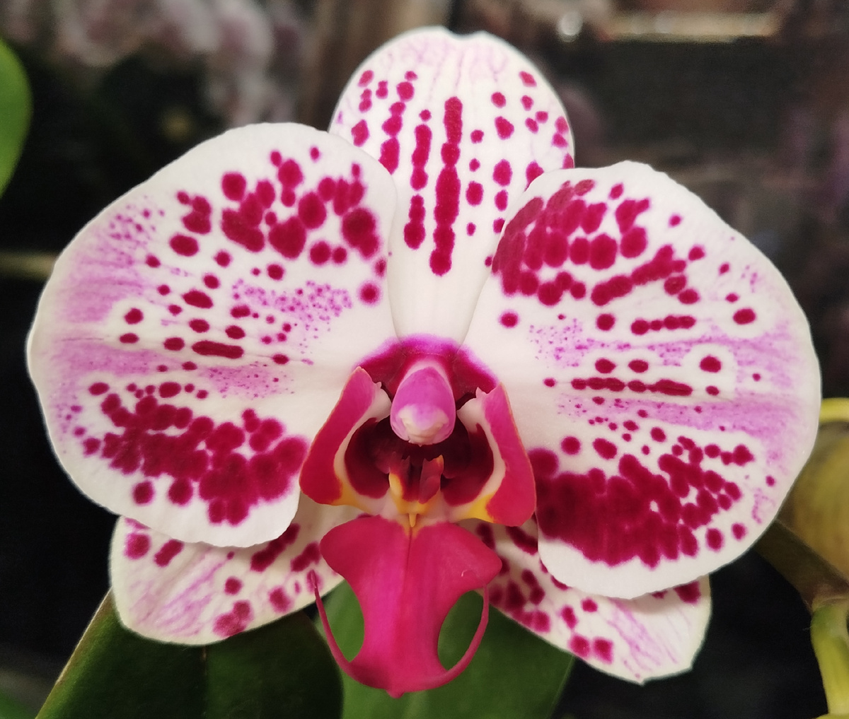 31 января 2025 начало роспуска Euphorion