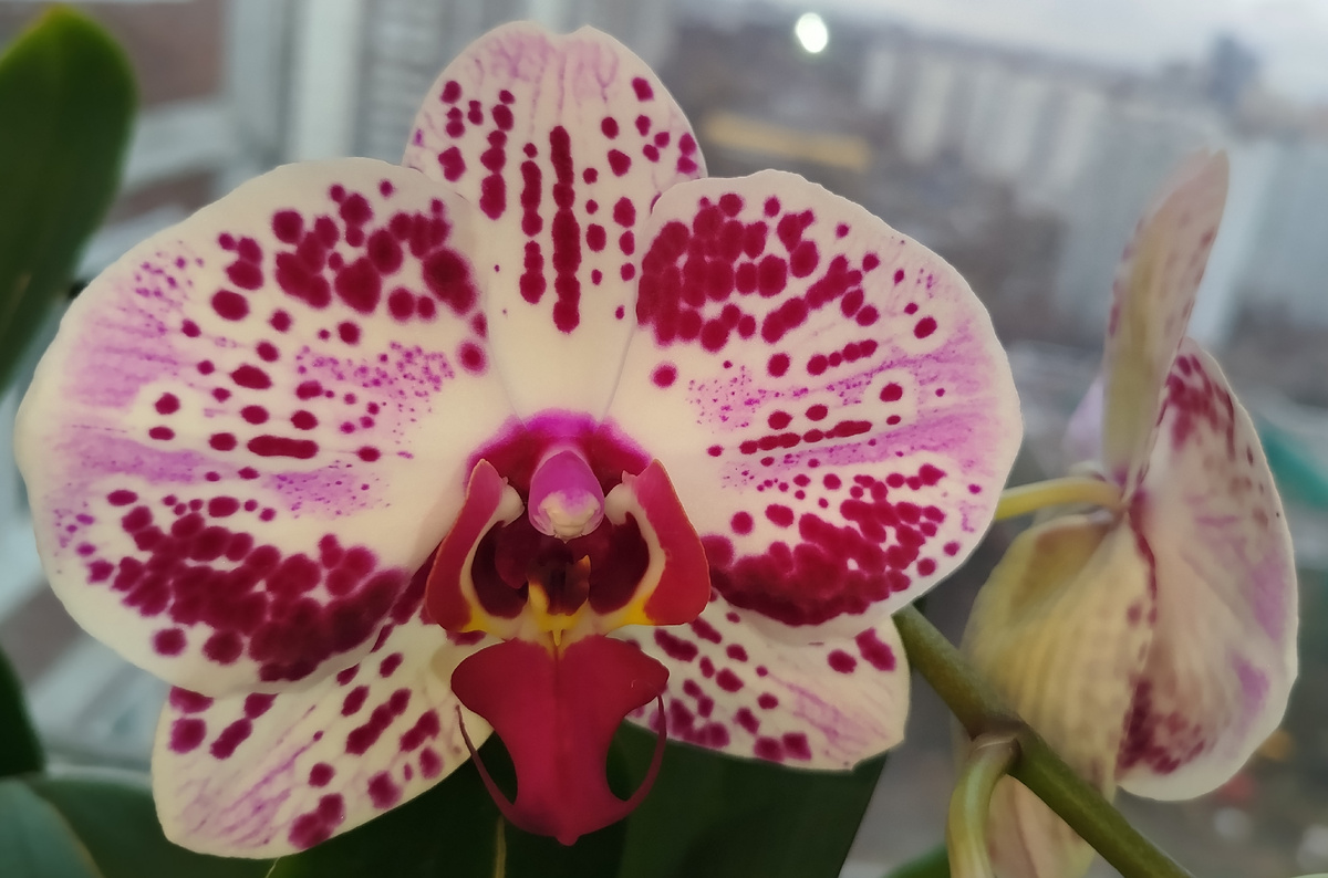 Phalenopsis  Euphorion орхидея фаленопсис Эйфория