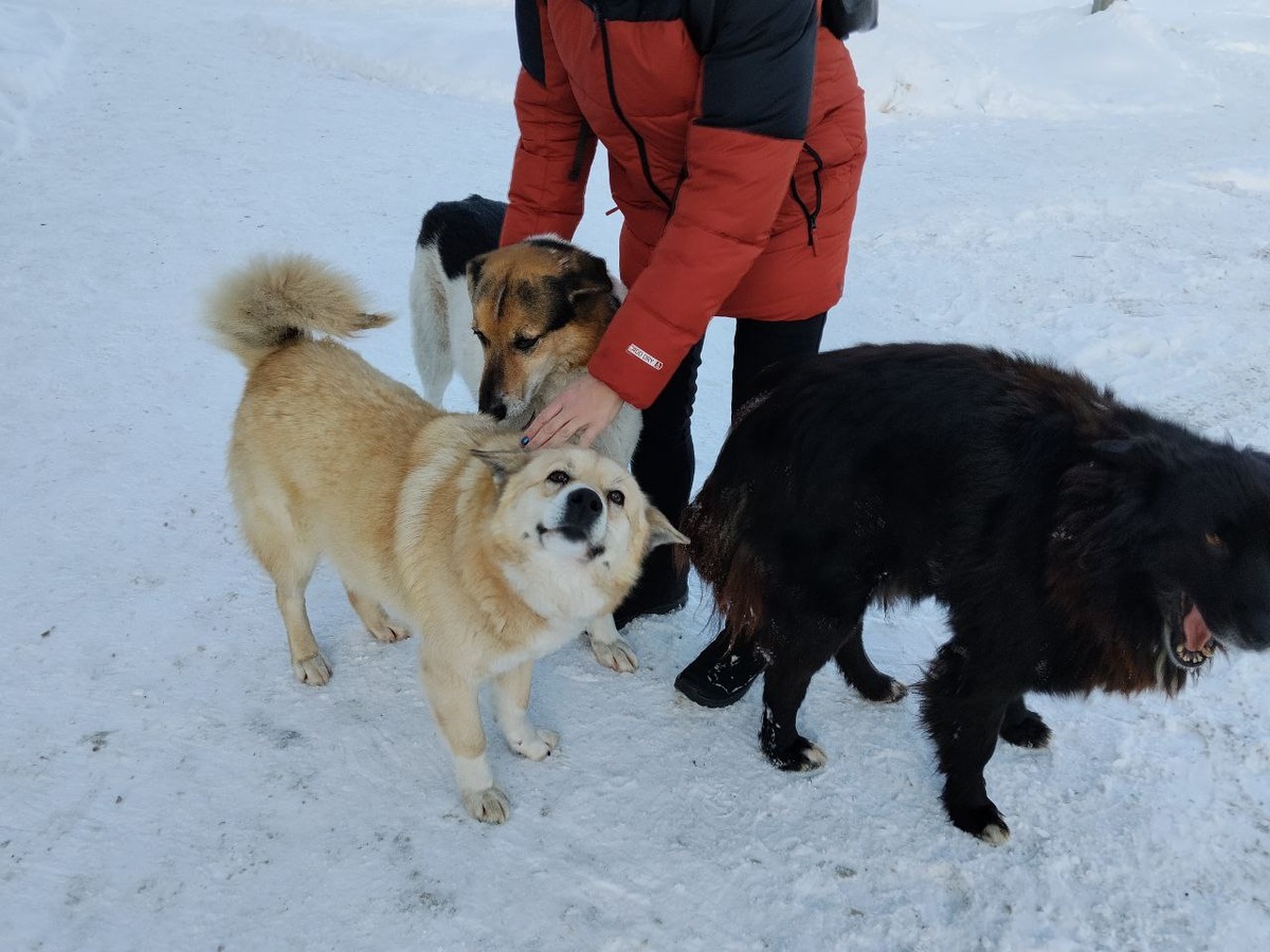 собака-улыбака