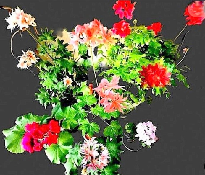 Общий фон. Не очень наглядно - сложно "схватить" их всех вместе. Слева зоналка  -ддя "антуражу"