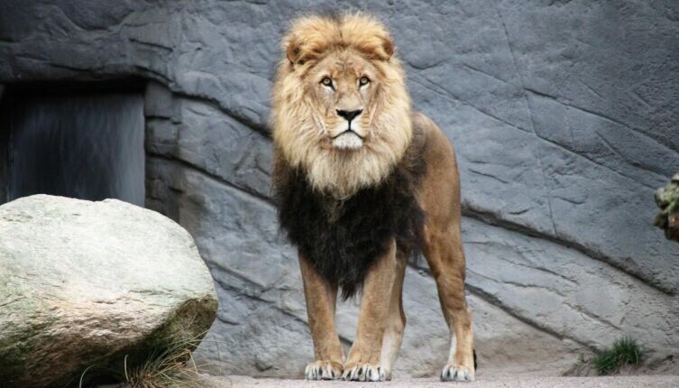    В зоопарке всё как у людей? Фото: Mika Brandt on Unsplash