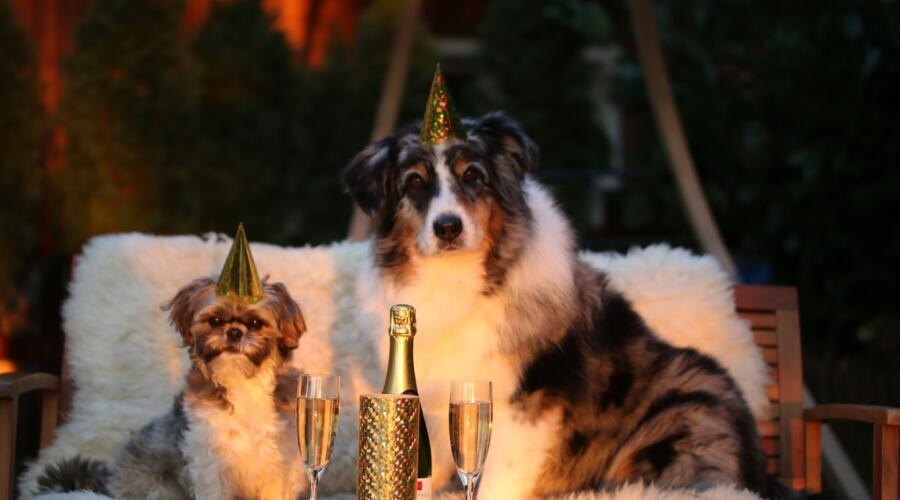    Каким был самый первый новогодний подарок в истории человечества? Фото: по лицензии PxHere