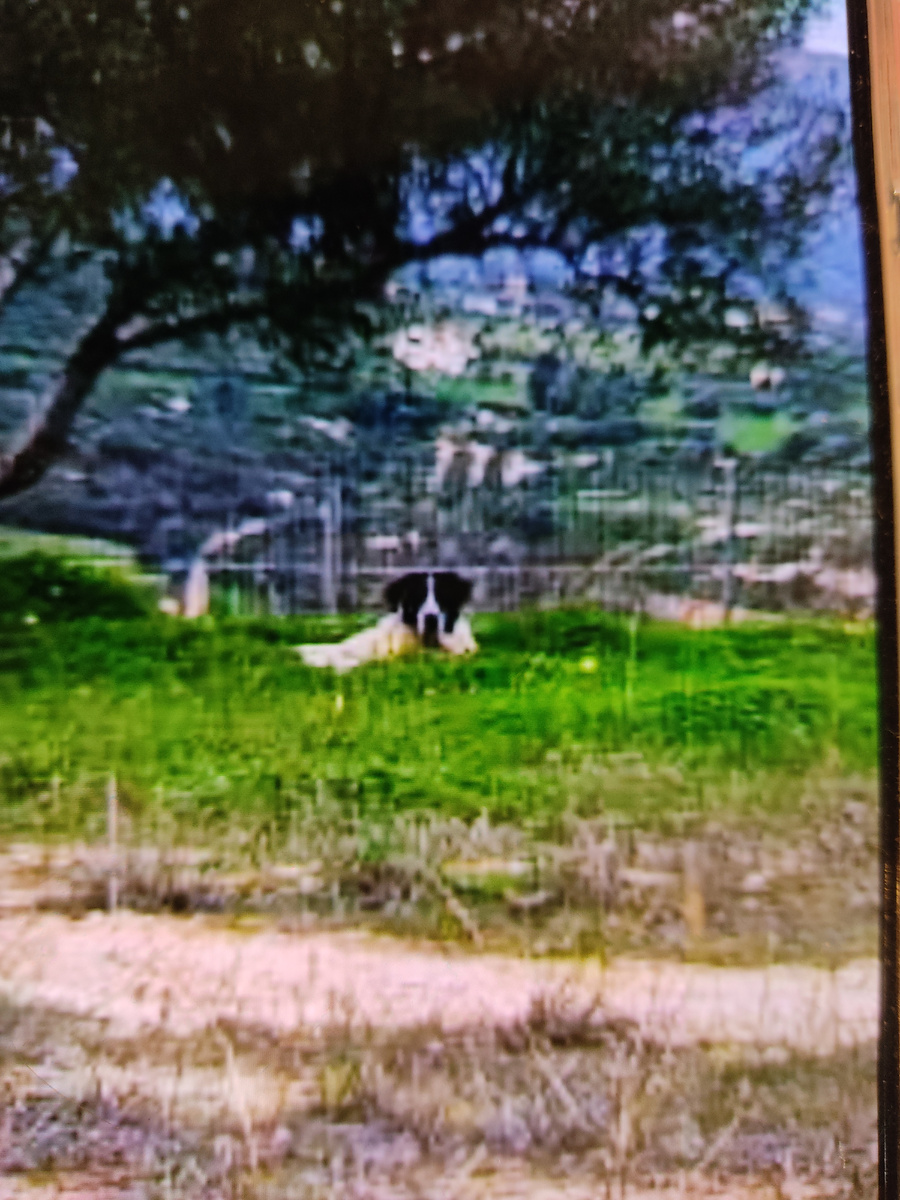 Эдип прощается с прежней жизнью.