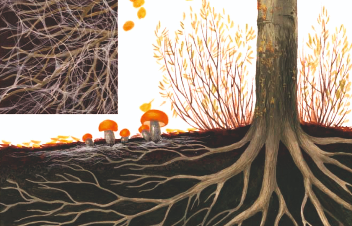 микоризные сети или «Wood Wide Web» («Вседревесная паутина»)