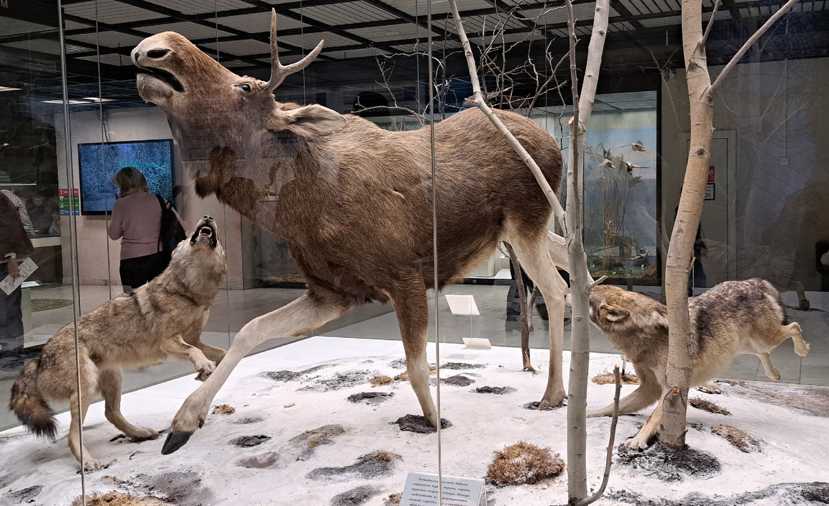 охота волков на лося (см. галерею)