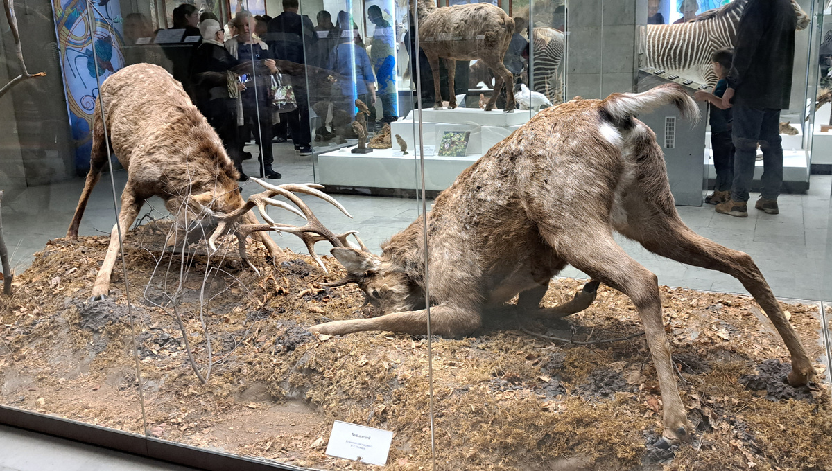 битва оленей