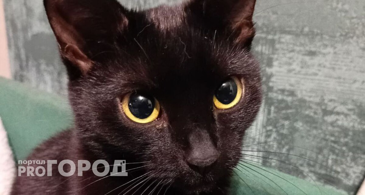    из архива "Про Город"