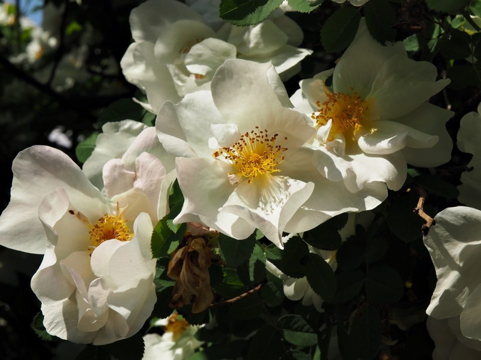 Фото  Zielnik łódzki – Małgorzata Godlewska