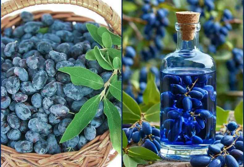 Ароматное Чудо: Напиток из Жимолости для Зимних Вечеров