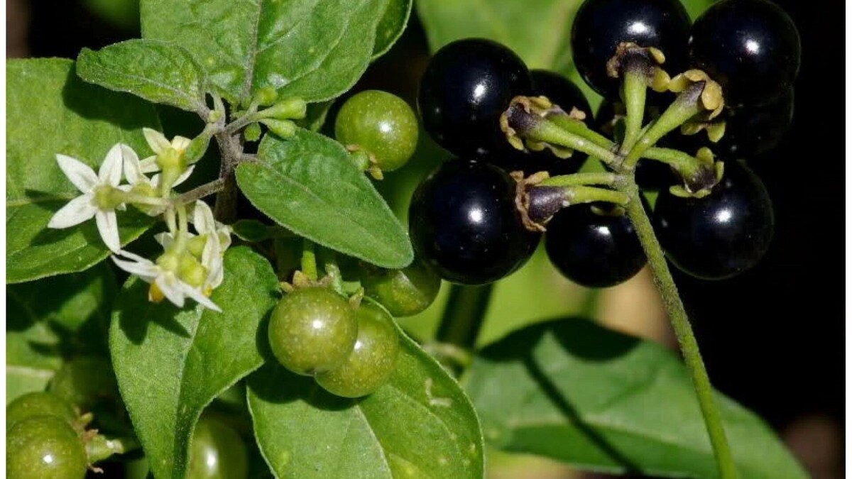    сараха   freepik.com