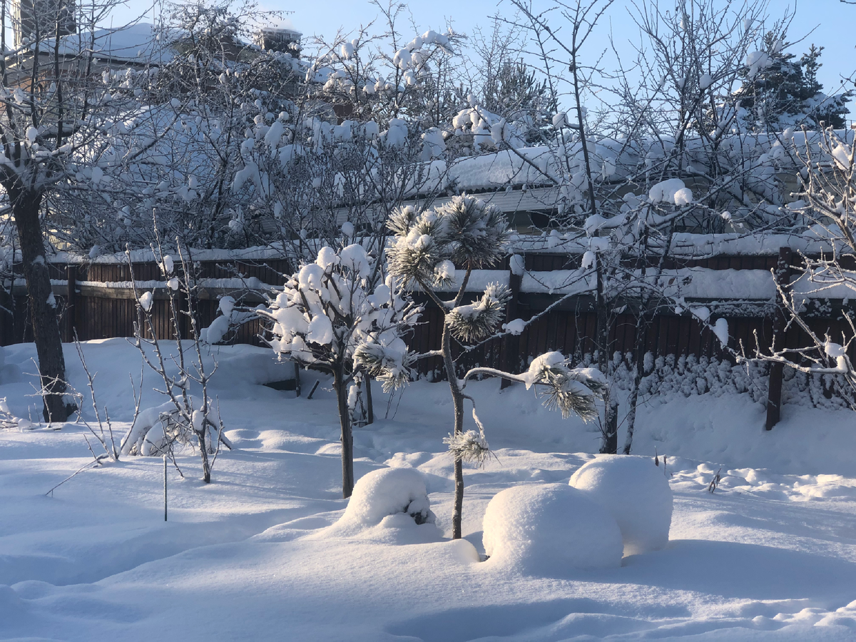 Слева яблони, справа на 2 плане сливы, 2025