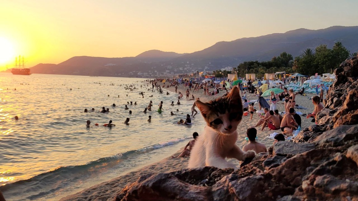 Слагаемые турецкой радости. Милый котенок на Дамлаташ