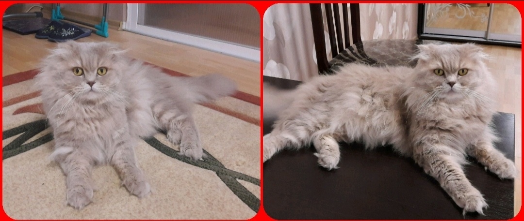 Где-то в архивах есть фото той квартиры, но по-быстрому нашла только фото кота в ней