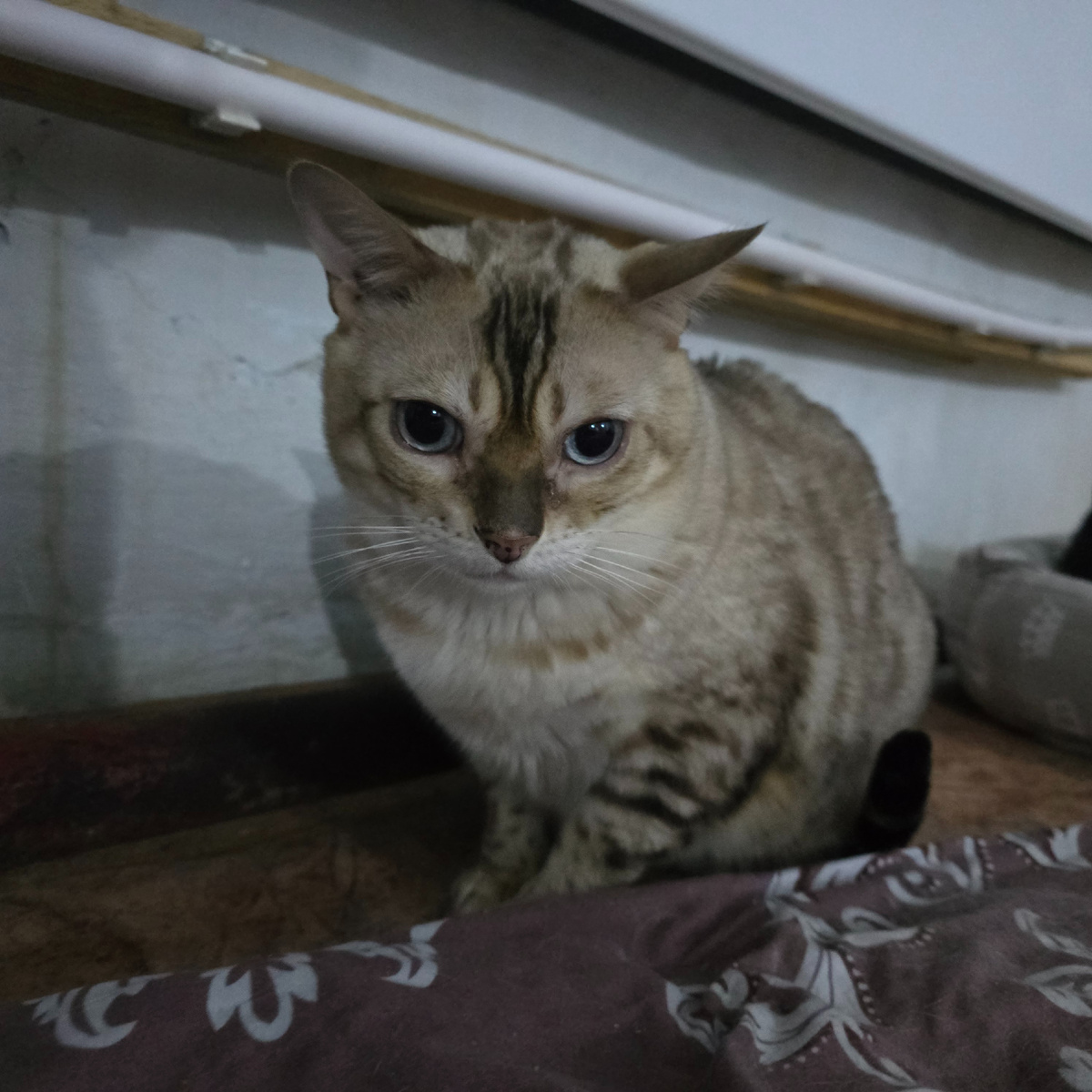 голубые глаза помнят теплую квартиру