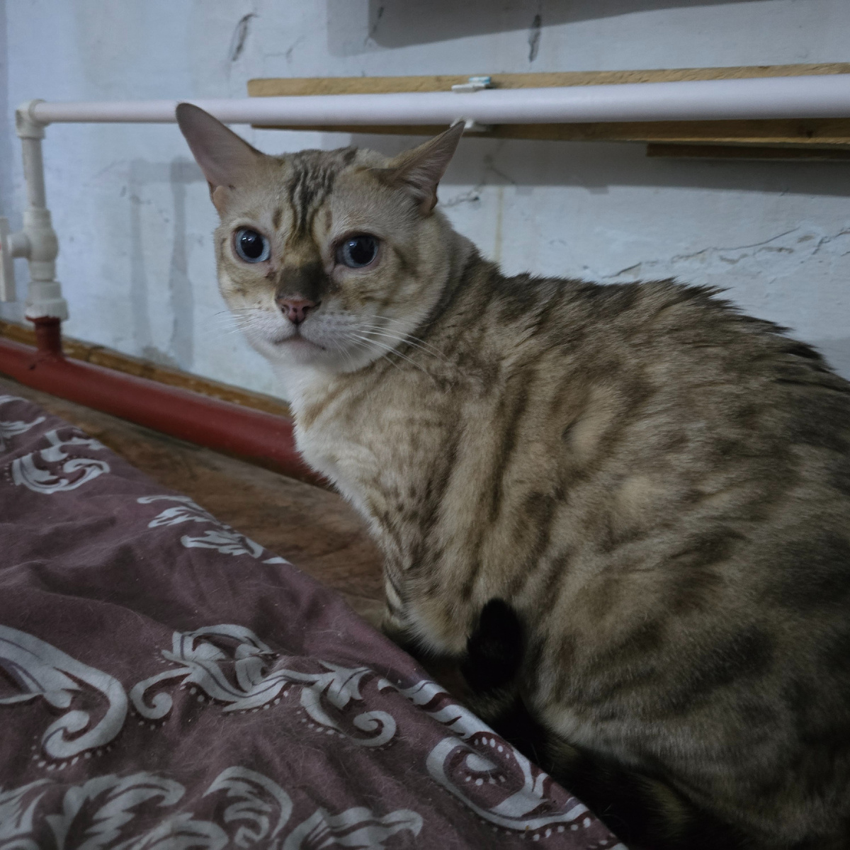 в глазах живет память о предательстве