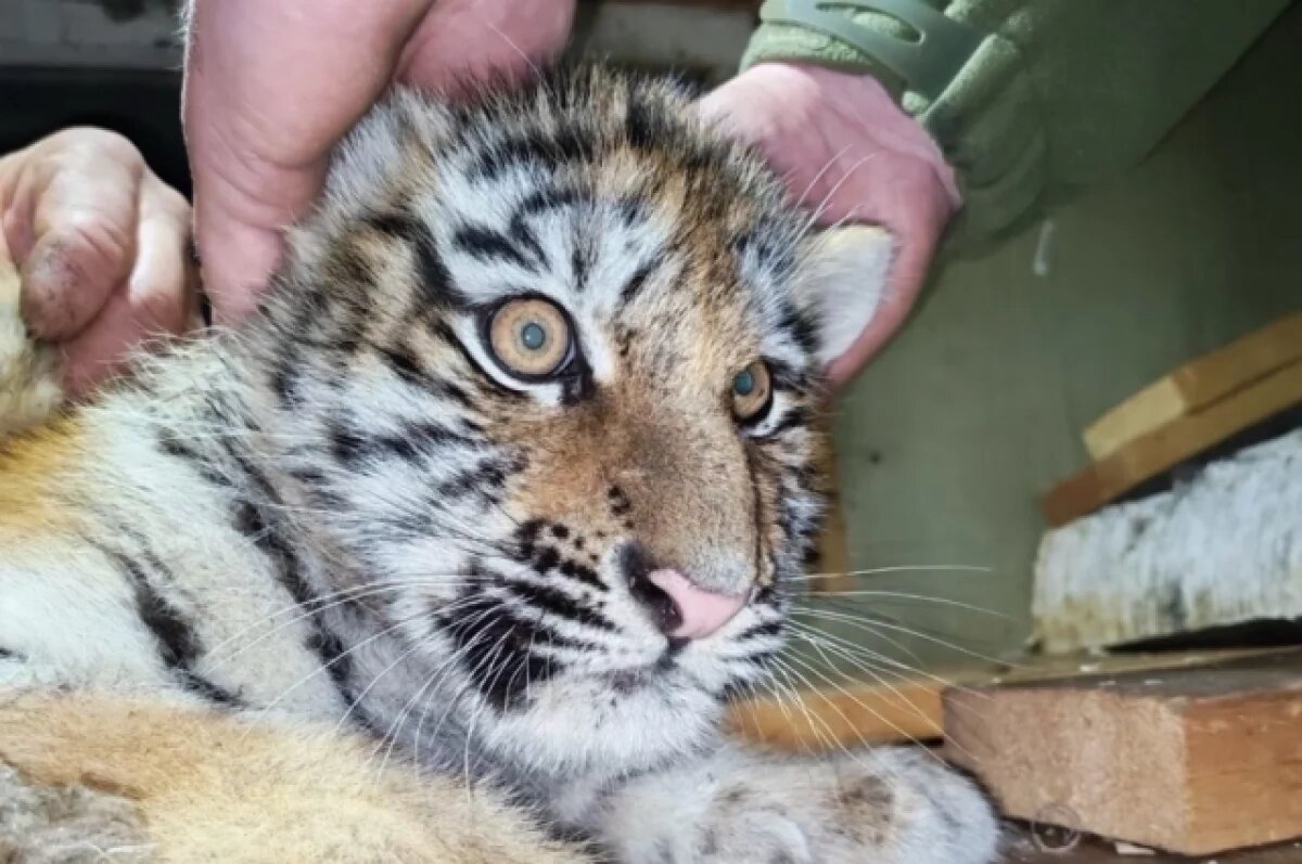    Спасение тигрят в Тернейском районе назвали «рождественским чудом»