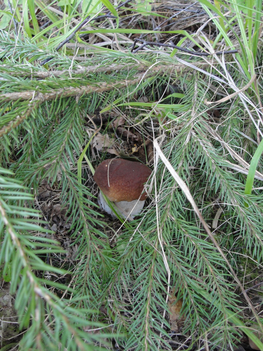 Фото Старого Солдата.