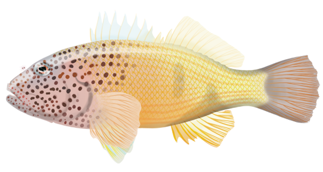 Paracirrhites forsteri