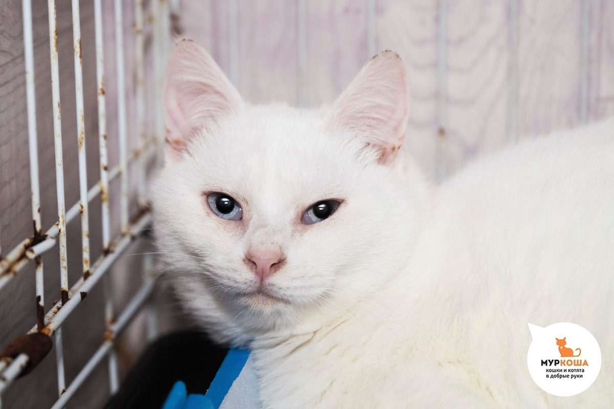 Бьянка найдена на улице. Сестра Тиамо.