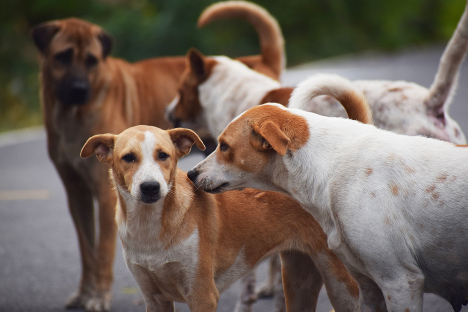    Shutterstock/FOTODOM