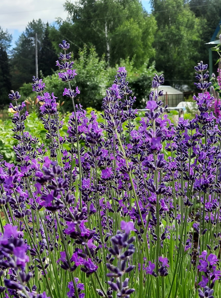 Моя лаванда.Лето 2025 год.