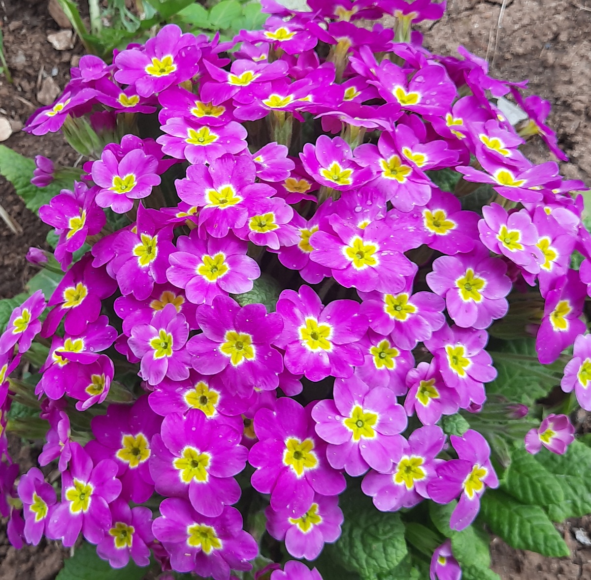 Весна 2025 год.