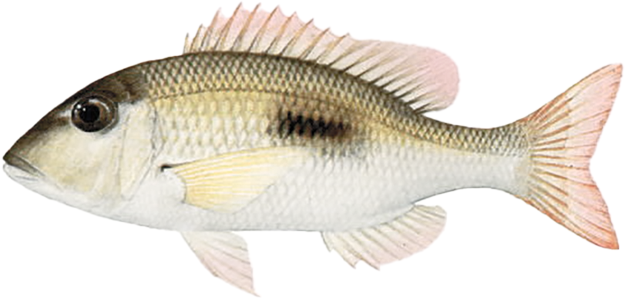 Lethrinus harak