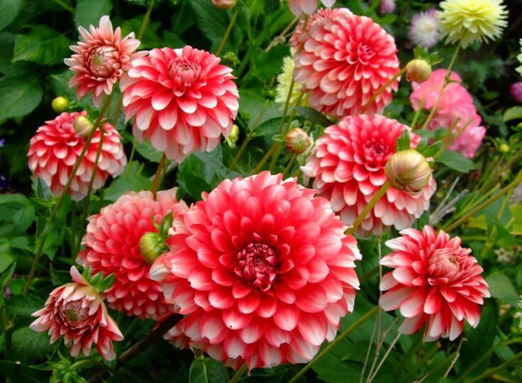 Сердцу не прикажешь