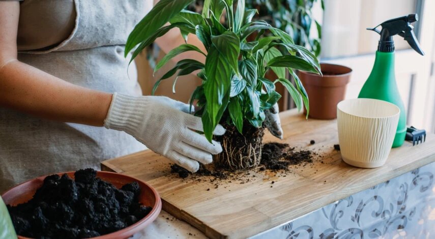 Когда пересаживать комнатные цветы в феврале 2026: оптимальные дни по лунному календарю