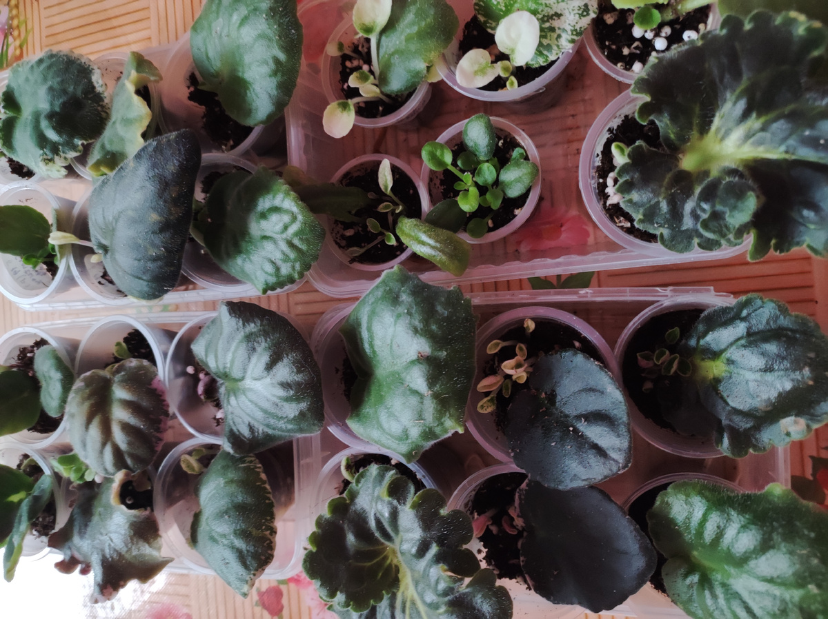 Эти листовые черенки я достала из тепличек.