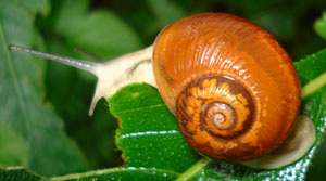 А на улитку?