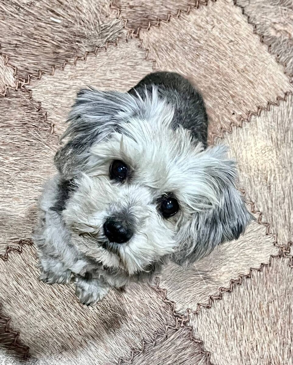 Наш Кузя, с говорящими глазками