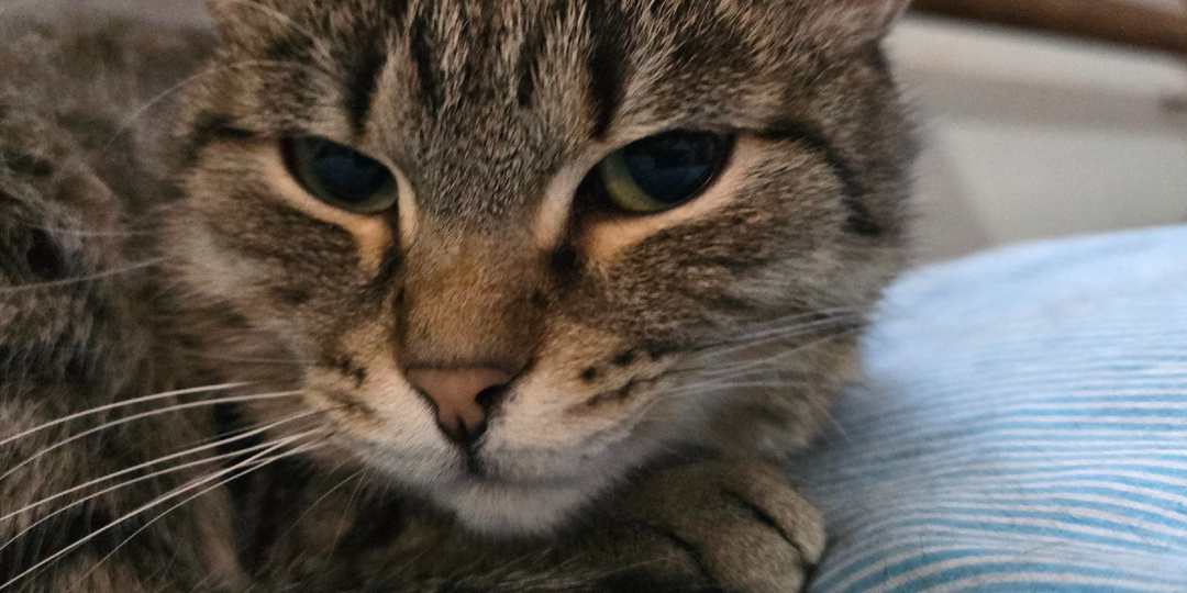 Усы, лапы, хвост. Больше ничего нет