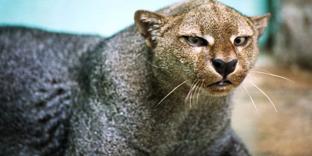 "Тайны Ягуарунди: загадочный хищник тропических лесов"