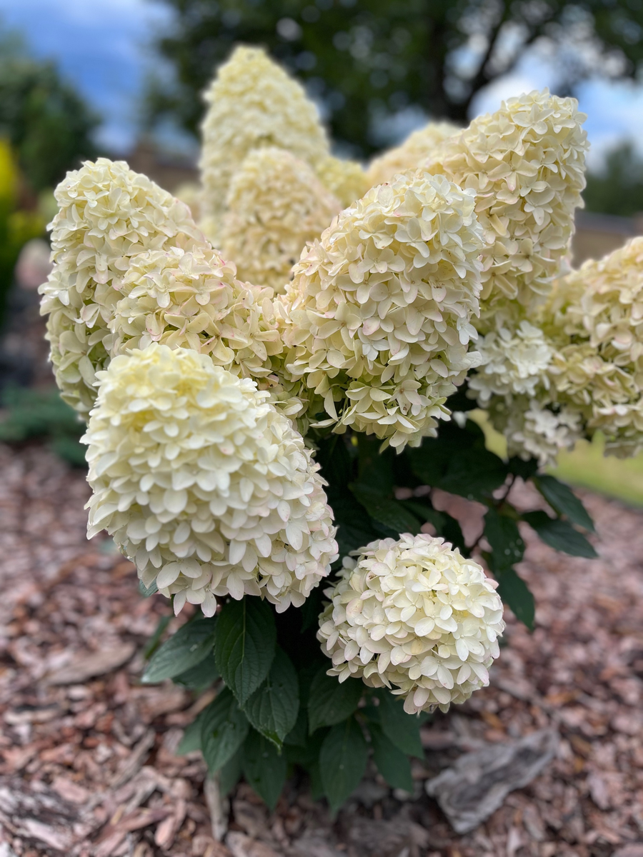 Трехлетний куст