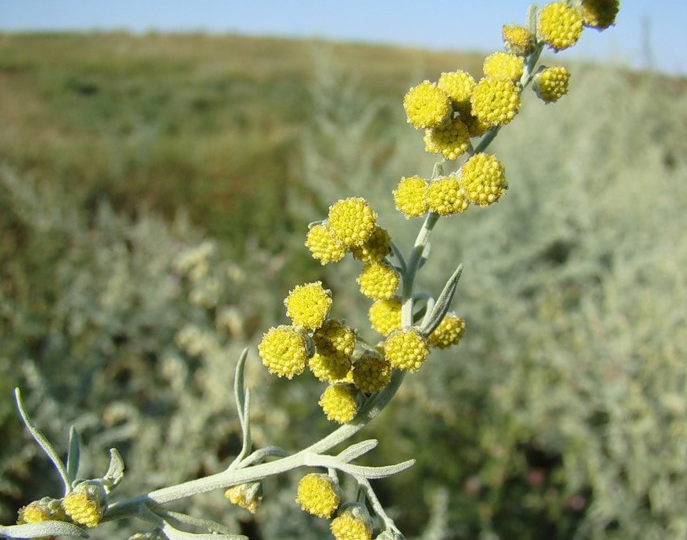 Полынь: сорняк, который спасает 2 миллиона жизней в год (и был запрещён на столетие)