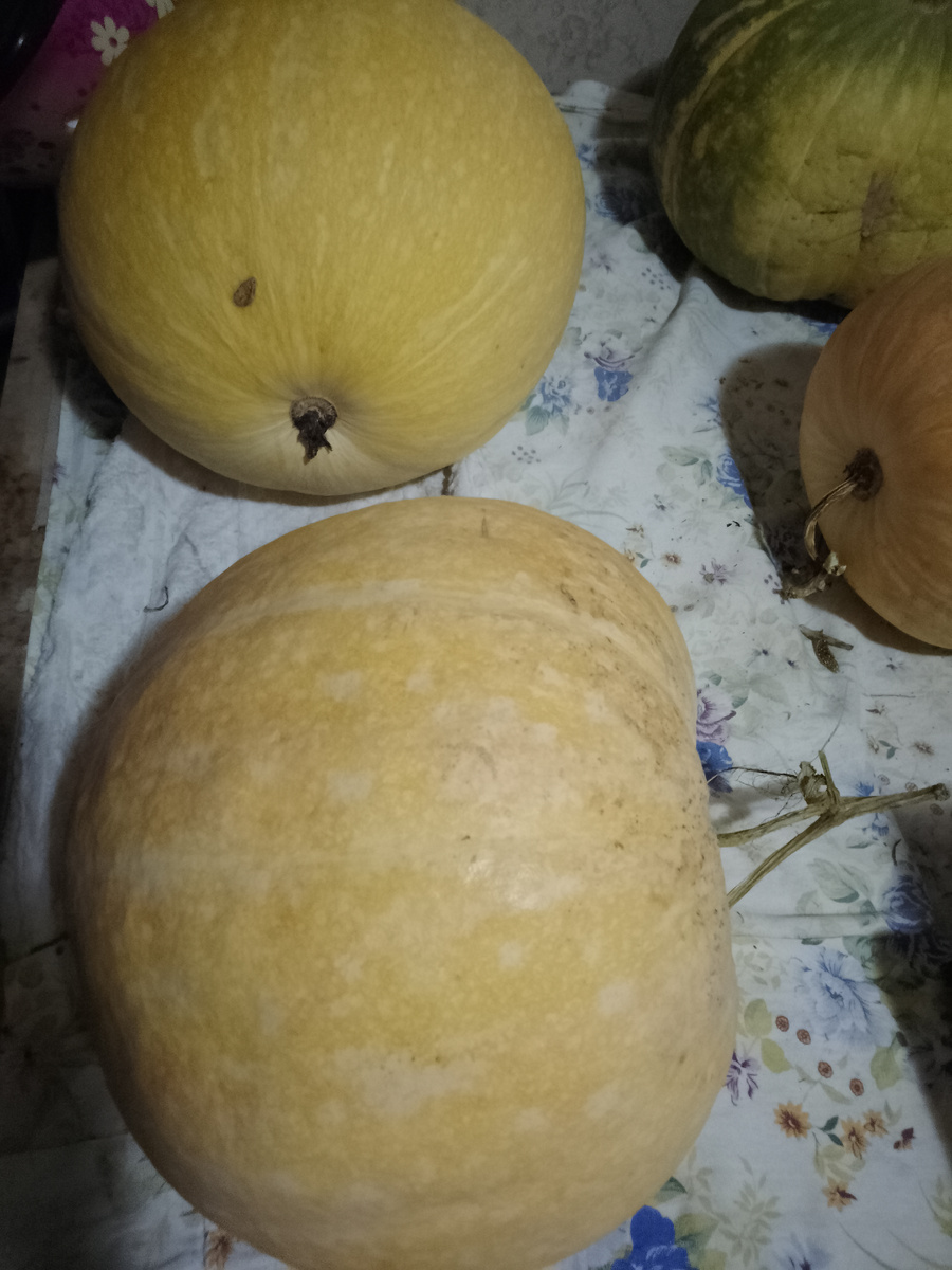 Фото автора. Тыквы ещё очень много. Каждая в среднем около 5-10 кг. Ну ещё есть кабачки. Это результат дачной работы. Дача нас обеспечивает овощами и фруктами, ягодами и даже чаем. Всё ниже описала. 