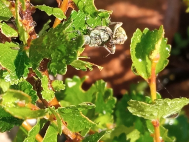 Зачем простому садоводу знать про то, как размножаются и живут вредители растений