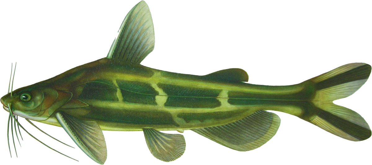 Pelteobagrus fulvidraco
