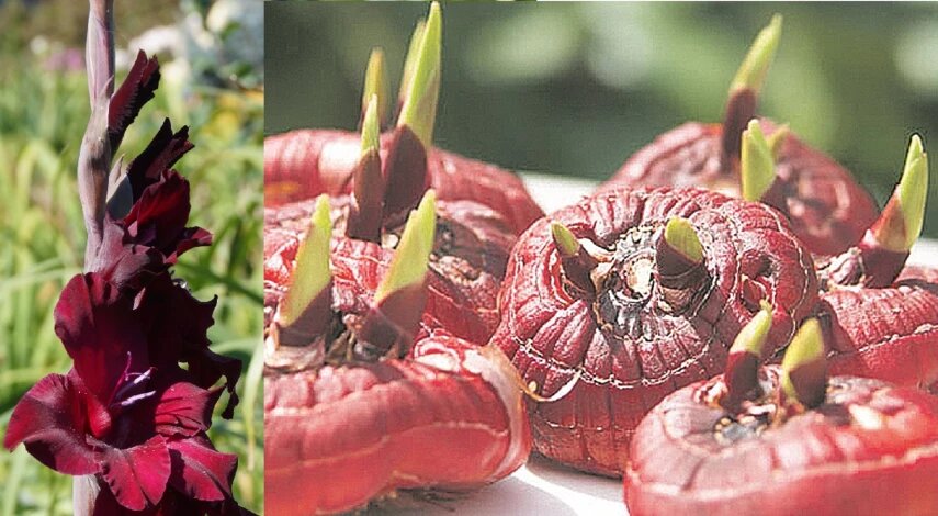 Как хранить гладиолусы зимой: лучшие условия и место для хранения