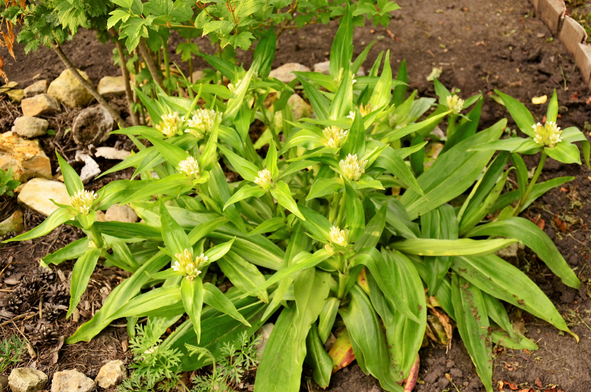 Горечавка тибетская белая