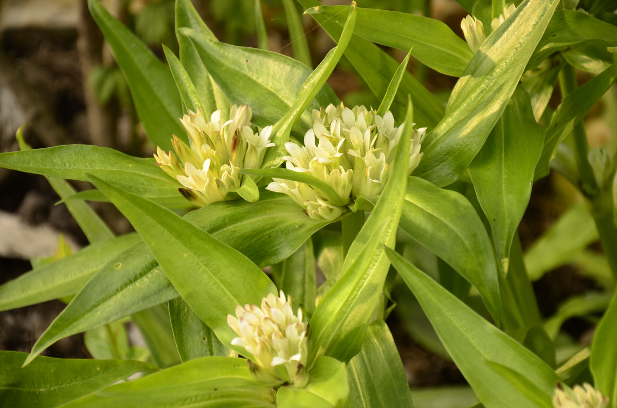 Горечавка тибетская белая